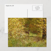 Pennsylvania Herten in Herfst Natuur Briefkaart (Voorkant / Achterkant)