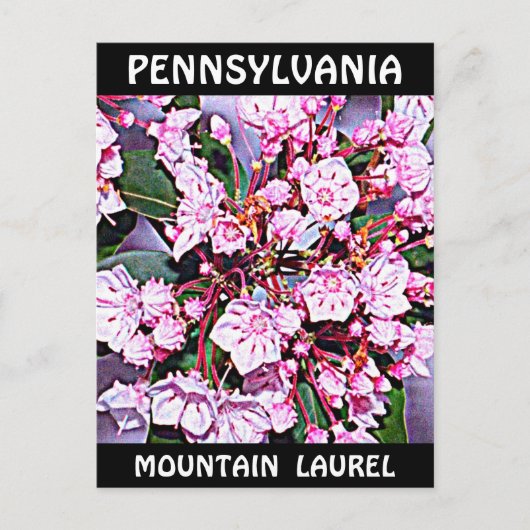 Pennsylvania Mountain Laurel Briefkaart (Voorkant)