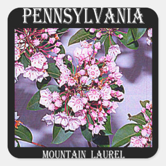 Pennsylvania Mountain Laurel Vierkante Sticker
