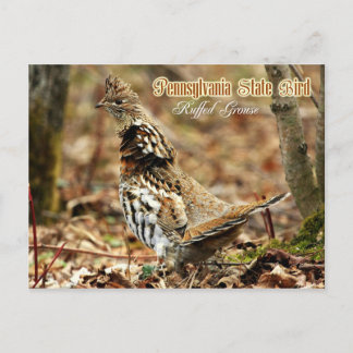 Pennsylvania State Bird: Ruffed Grouse Briefkaart