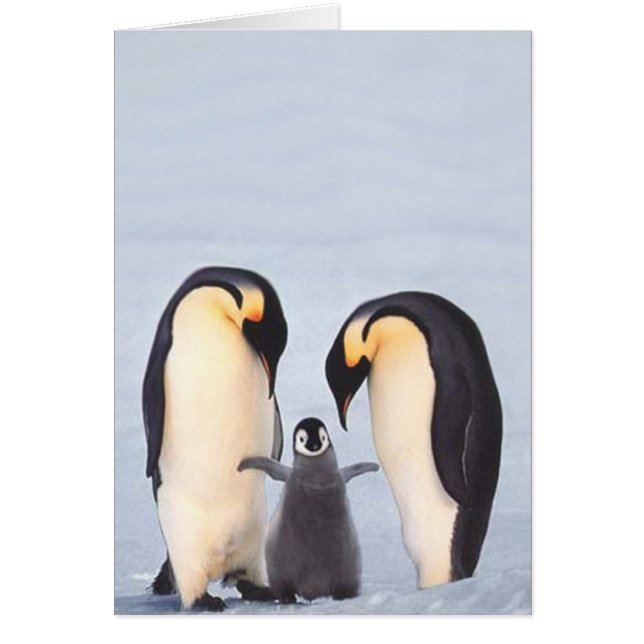 Penquin-familie (Voorkant)