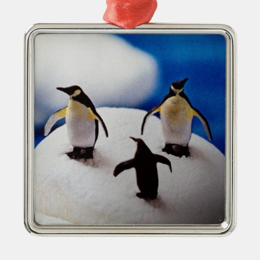 PENQUINS CELEBRATE=CHRISTMAS ORNAMENT (Voorkant)