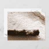 Pensacola Beach-kaart Briefkaart (Voorkant / Achterkant)