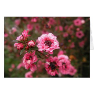 Pense carte rose