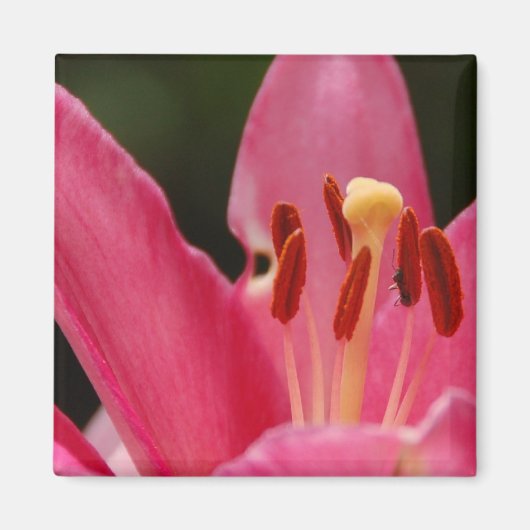 Pense Pink Lily Magnet (Devant)