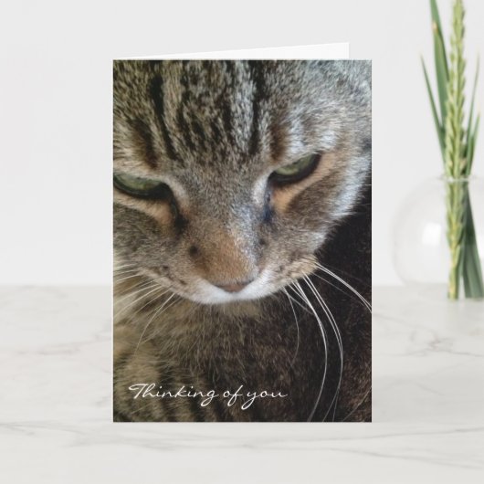 Pensée à vous carte drôle de chat tigré (Devant)
