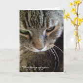 Pensée à vous carte drôle de chat tigré (Fleur jaune)