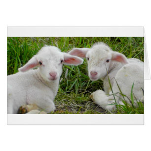 Pensée animale de bébé jumeau d'agneau à vous