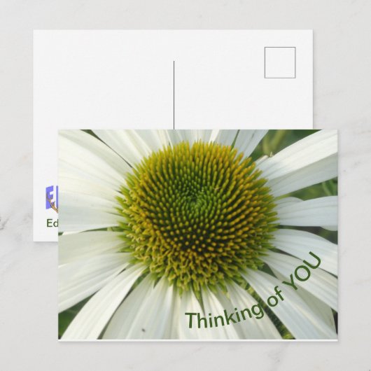 Pensée Fleur Blanche de VOUS Carte postale (Devant / Derrière)