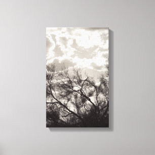 Penseel achtergrondverlichting Sonoran-woestijn B& Canvas Afdruk