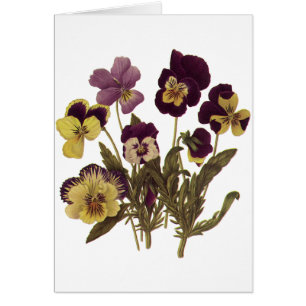 Pensées vintages en fleur, fleurs florales de