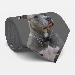 Penser à la Cravate de Pitbull