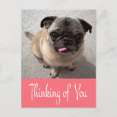 Penser à votre Carlin Chien Chien rose Carte posta (Devant)