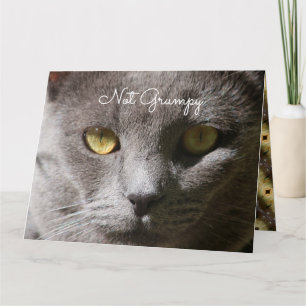 Penser À Votre Carte Chat