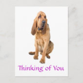 Penser à vous Bloodhound Chig Greeting Carte posta (Devant)