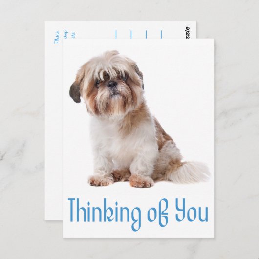 Penser À Vous Chih Tzu Chien Chien Chien Carte Pos (Devant / Derrière)