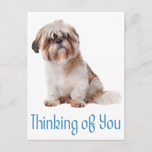 Penser À Vous Chih Tzu Chien Chien Chien Carte Pos (Devant)