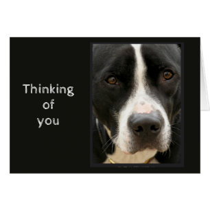 Penser à vous difficile temps mignon chien triste