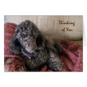 Penser à vous, Poodle Brown sur carte blanche (Devant horizontal)