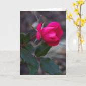 Penser À Vous Rose Modèle photo (Fleur jaune)