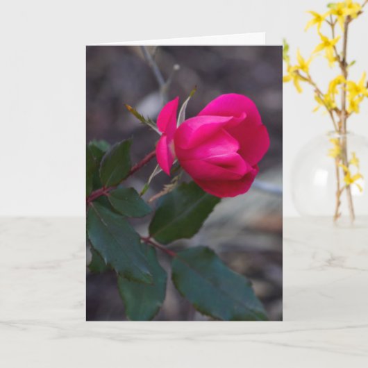 Penser À Vous Rose Modèle photo (Fleur jaune)