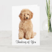 Pensez à vous Apricot Poodle Chien Carte (Devant)