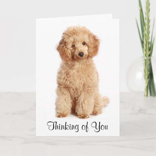 Pensez à vous Apricot Poodle Chien Carte (Devant)