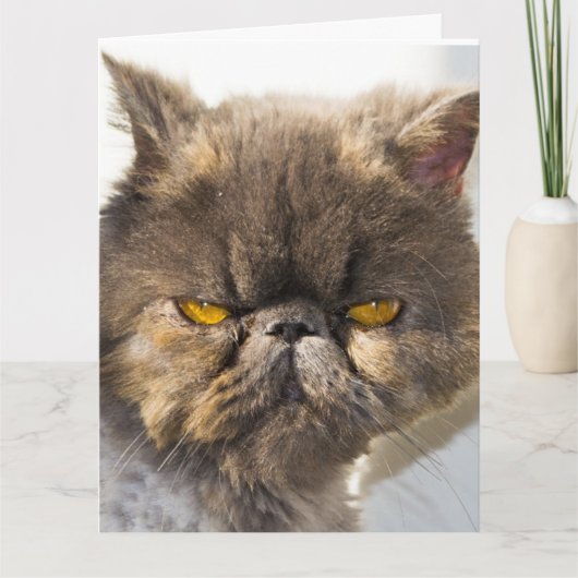 PENSEZ À VOUS CARTES DE RÉDACTION DE CHAT PERSIEN (Devant)
