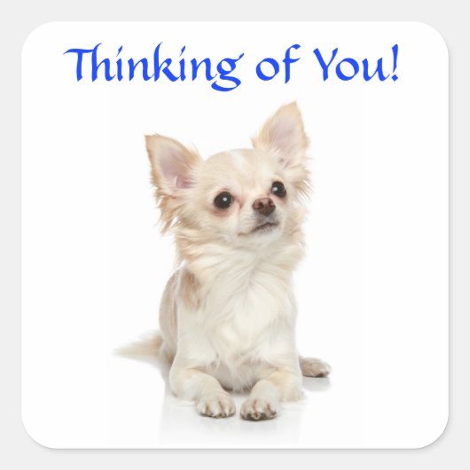 Pensez à vous Chihuahua Sticker Chiuppy (Devant)