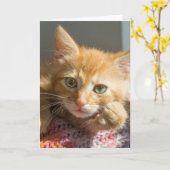 PENSEZ À VOUS GINGER KITTEN CARTES DE CHAT (Fleur jaune)