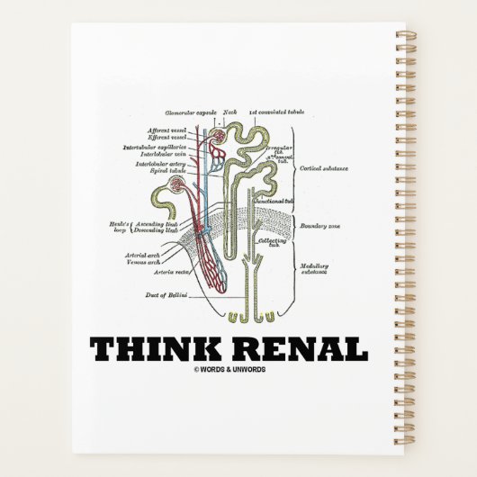 Pensez Renal Rein Nephron Conseils (Dos)