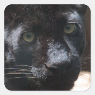 Pensive Black Panther Vierkante Sticker