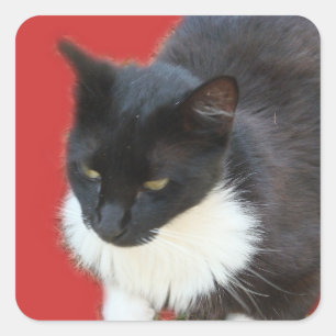 Pensive Kat Vierkante Sticker