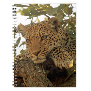 Pensive Leopard Journal Notitieboek