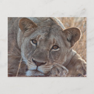 Pensive Lion Briefkaart