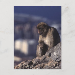Pensive Monkey in Gibraltar Briefkaart