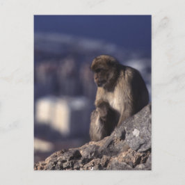 Pensive Monkey in Gibraltar Briefkaart