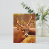 Pensive Mule Deer Buck Briefkaart (Staand voorkant)