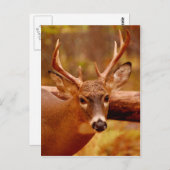 Pensive Mule Deer Buck Briefkaart (Voorkant / Achterkant)