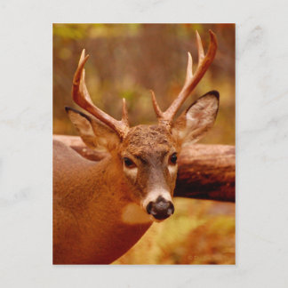 Pensive Mule Deer Buck Briefkaart