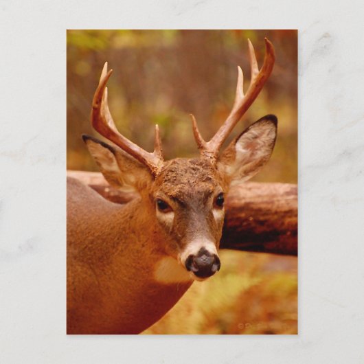 Pensive Mule Deer Buck Briefkaart (Voorkant)