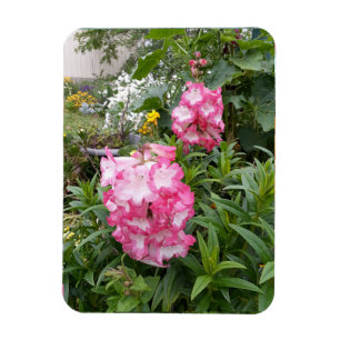 Penstemon Flower Garden floral Birthday Magnet Magneet
