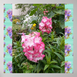Penstemon Pink Flower Floral Foto Garden Poster