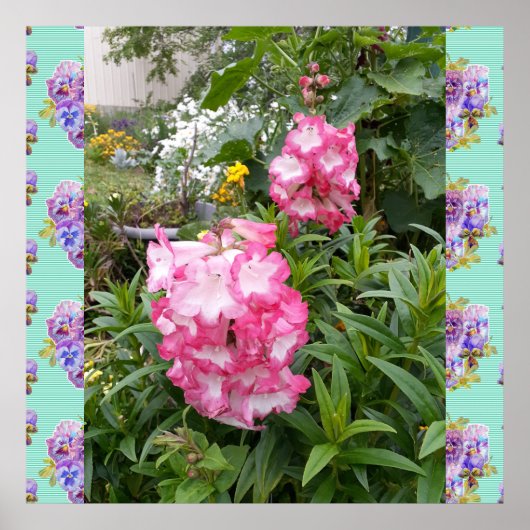 Penstemon Pink Flower Floral Foto Garden Poster (Voorkant)