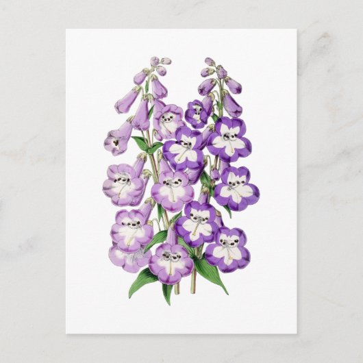 Penstemon Vintage Botanical Postcard Briefkaart (Voorkant)