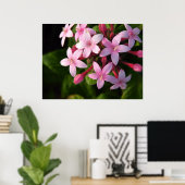 Pentas affiche (Bureau à domicile)