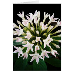 Pentas blancs