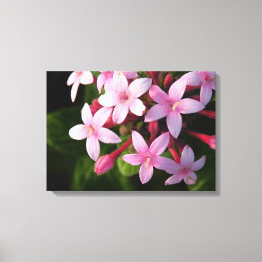 Pentas Canvas Afdruk (Voorkant)