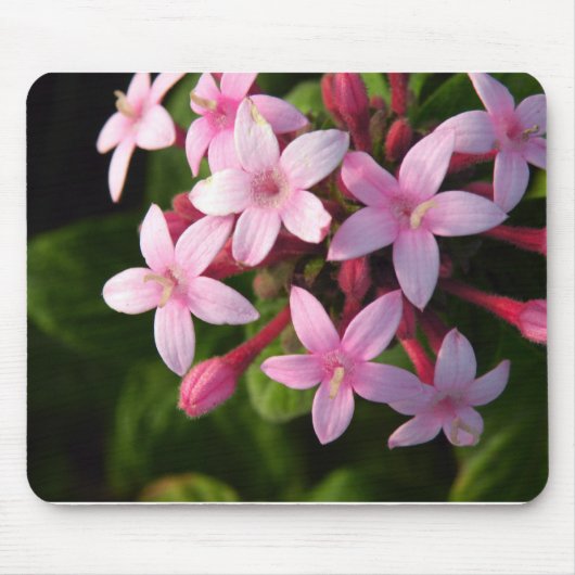 Pentas Muismat (Voorkant)