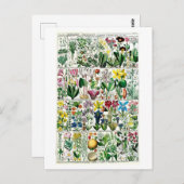  Pentrandia Floral Botanical Chart Briefkaart (Voorkant / Achterkant)